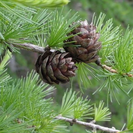 Treppe mit Handlauf für kleine Kinder Lärche natur verschiedene Podesthöhen