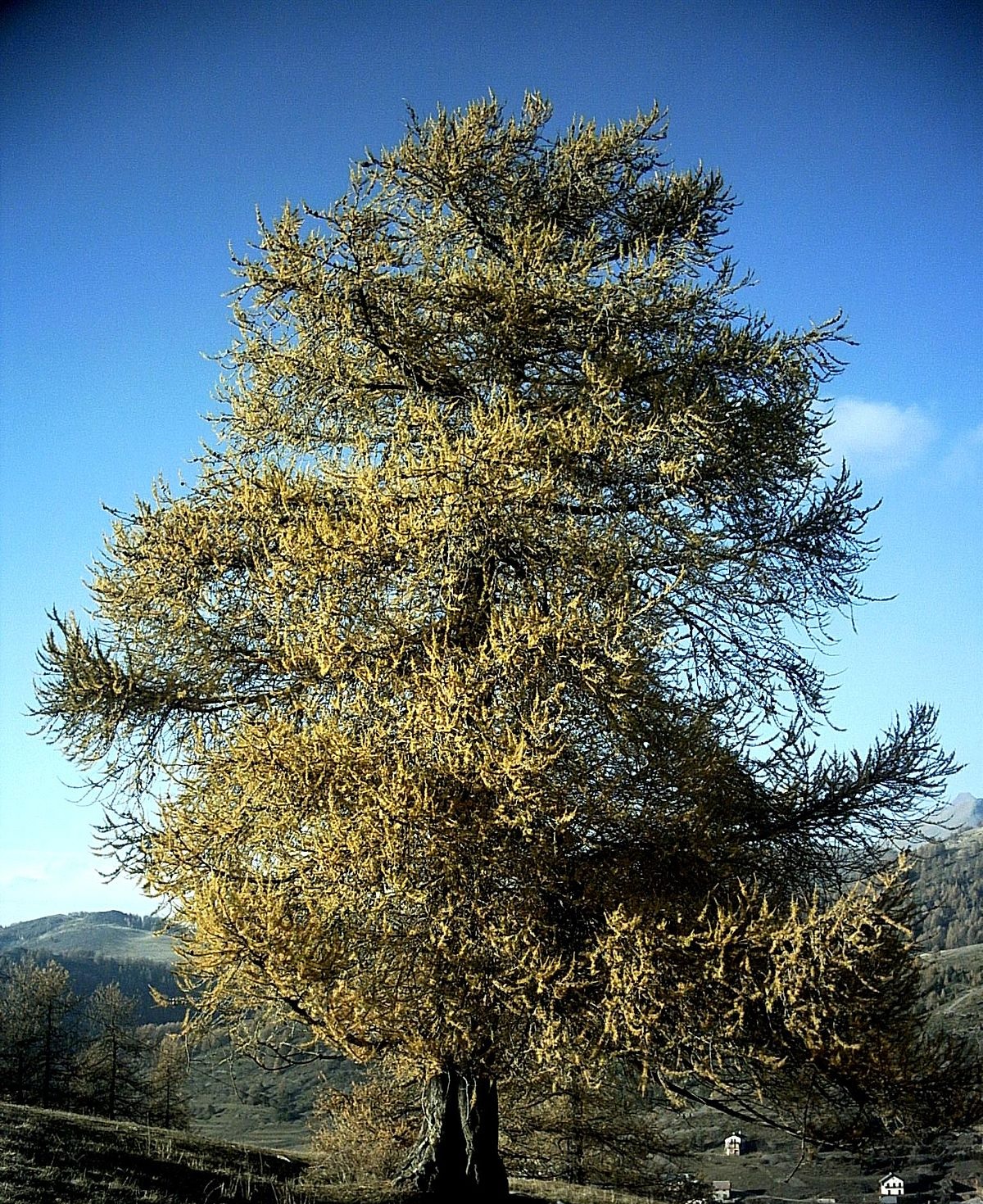 Treppe mit Handlauf für kleine Kinder Lärche natur verschiedene Podesthöhen