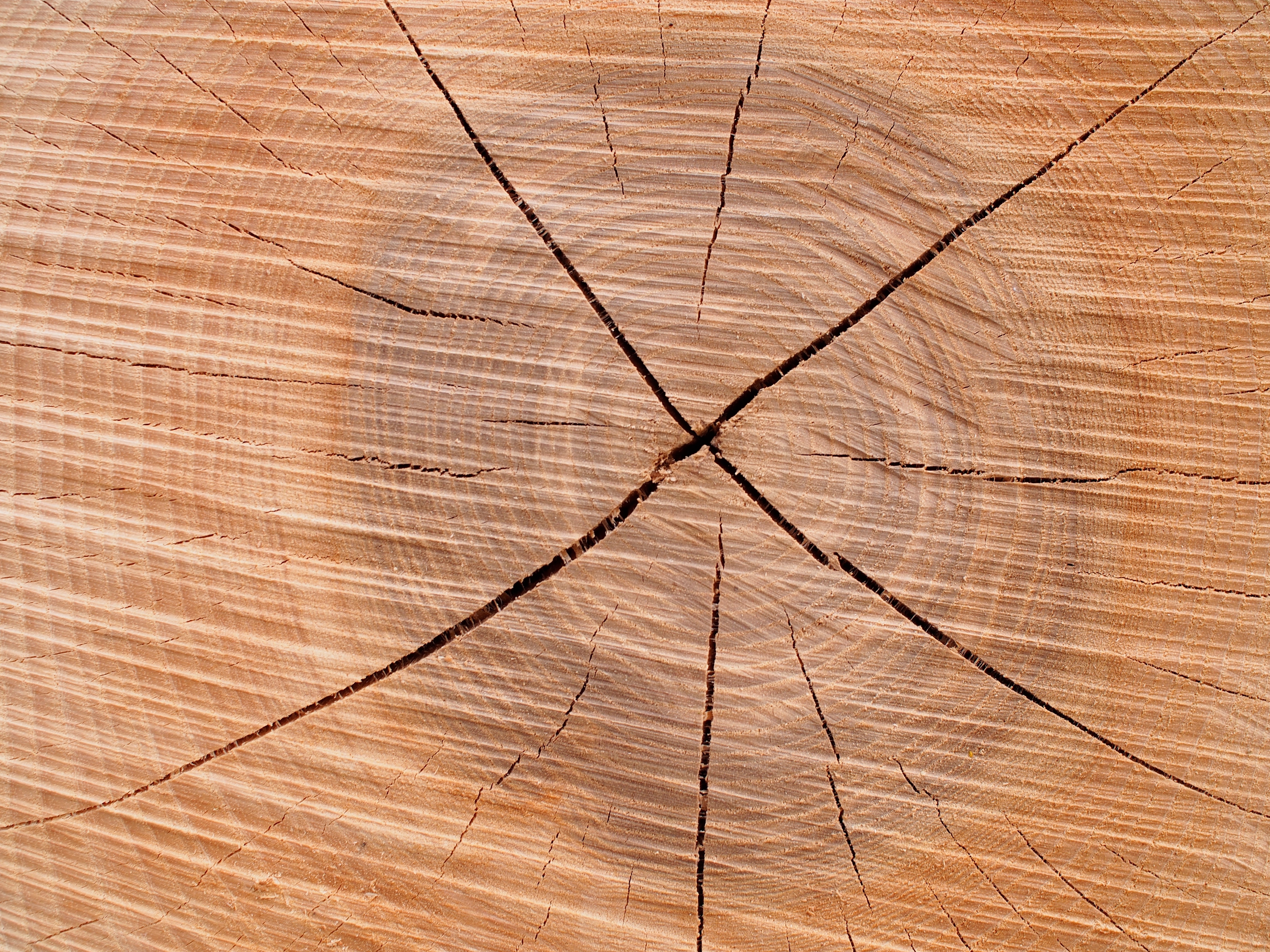 AdobeStock_161888405 Holz Risse und Verformungen