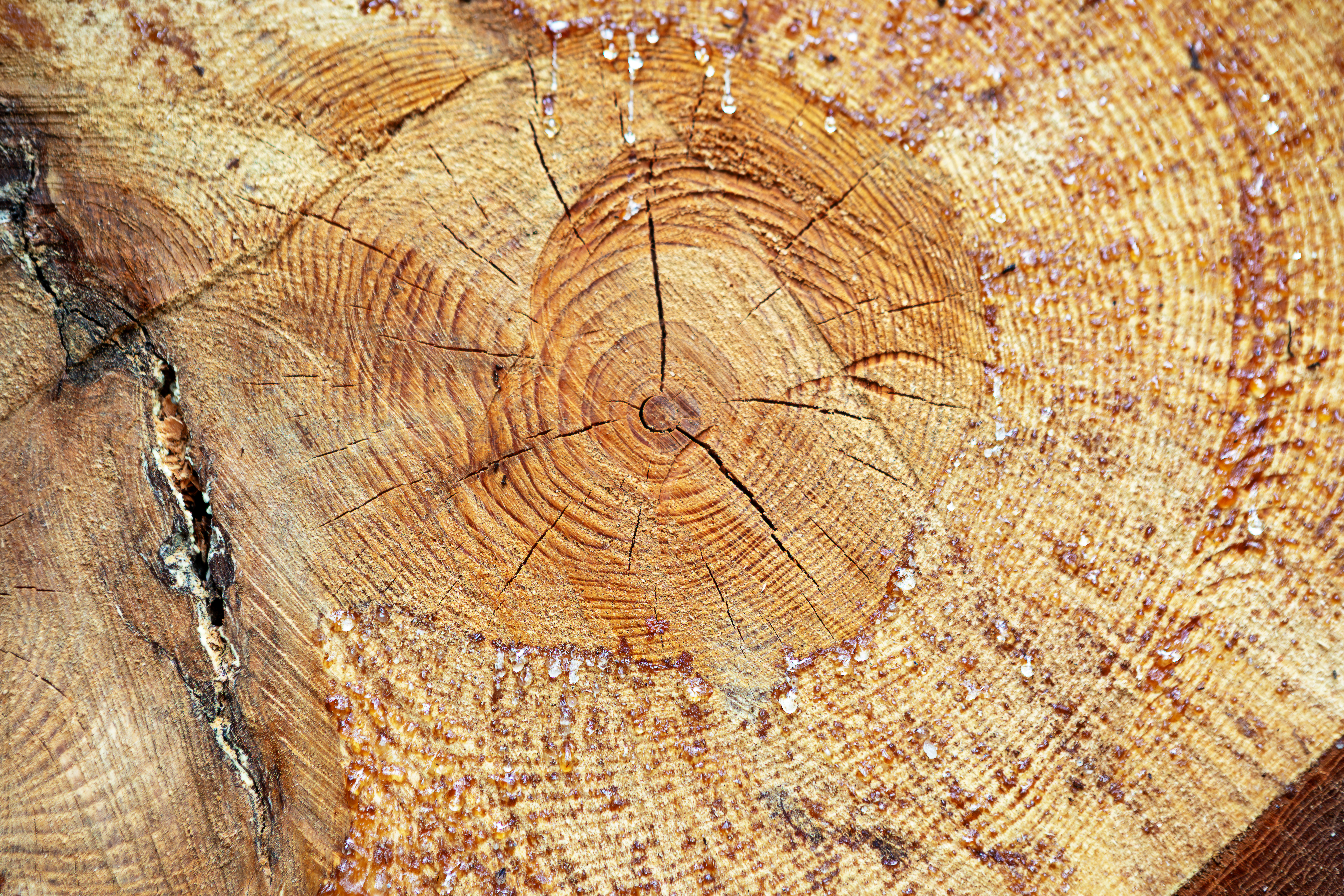 AdobeStock_1396162797 Holz Harzaustritte