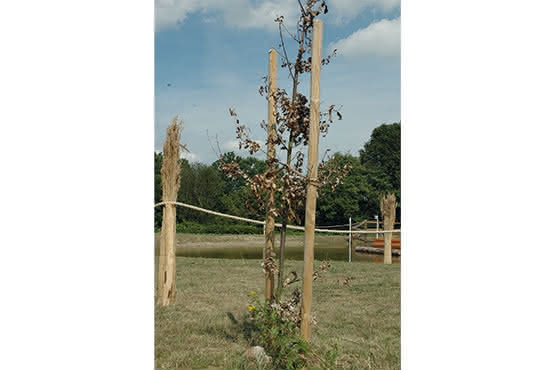 Pfahl Ø 6 cm Höhe 175 cm Holzpfahl Kiefer imprägniert Pflanzstab Gartenpfahl Rankhilfe Baumpfahl